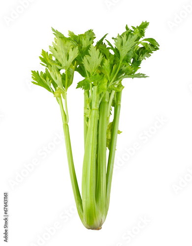 Celery isolated on white background png