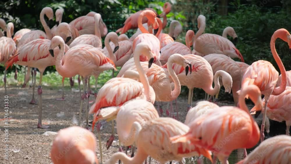 The brightness of greater flamingos roaming in the water, South Africa The brightness of greater flamingos roaming in the water, South Africa