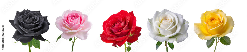Roses collection isolated on transparent background. Roses collection isolated on transparent background.