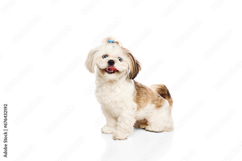 Adorable, smiling purebred dog, Shih Tzu sitting with tongue out and looking isolated on white studio background. Concept of domestic animals, vet, care, pet friends, action and motion.