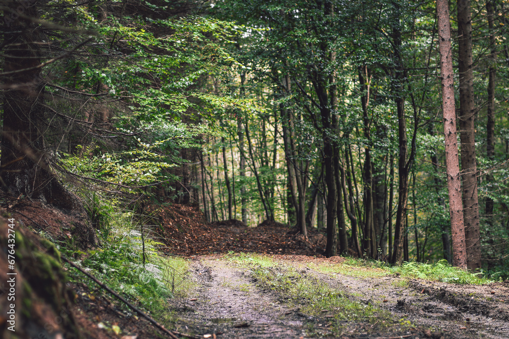 Obraz premium path in the middle of the forest 