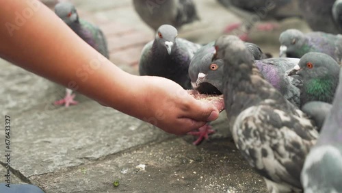 group of pigeons eating from hands
