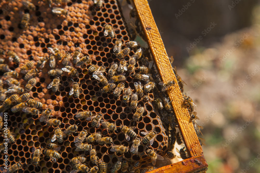 Working bees in a hive on honeycomb. Bees inside hive with sealed and open cells for their young.. Working bees in a hive on honeycomb. Bees inside hive with sealed and open cells for their young..