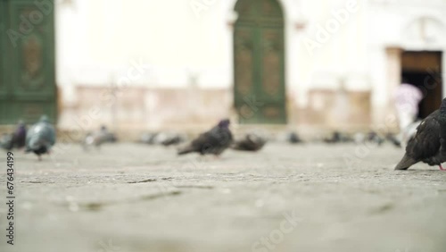 group of pigeons walking on the street in Cuenca Ecuador