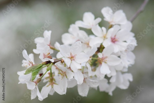 Closeup shot of a white cherry blossoming in the garden