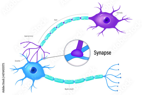 Chemical synapse vector. Neurons and closeup of synapse. Neuron anatomy. Neural communication. Synaptic transmission.