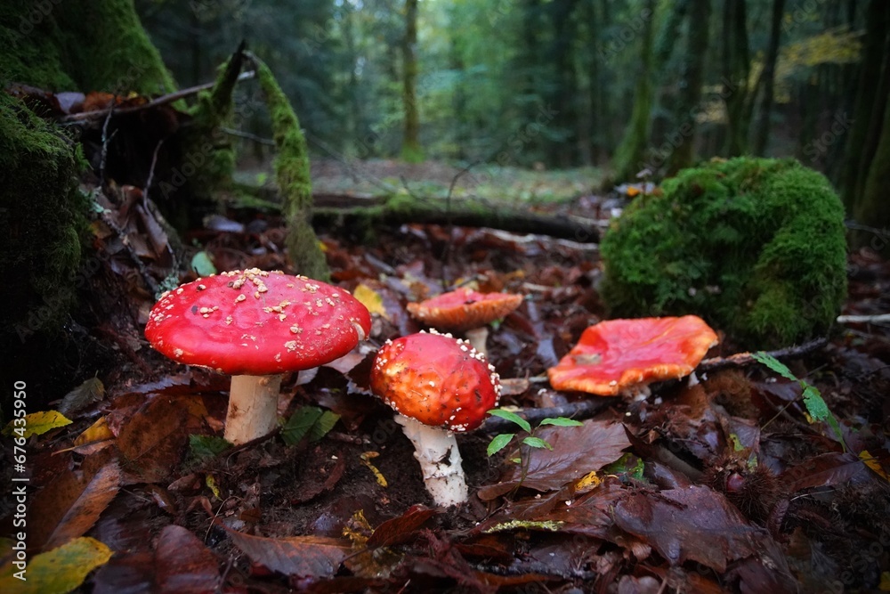 Fly Agara Mushrooms French Forest in Autumn Fly Agara Mushrooms French Forest in Autumn
