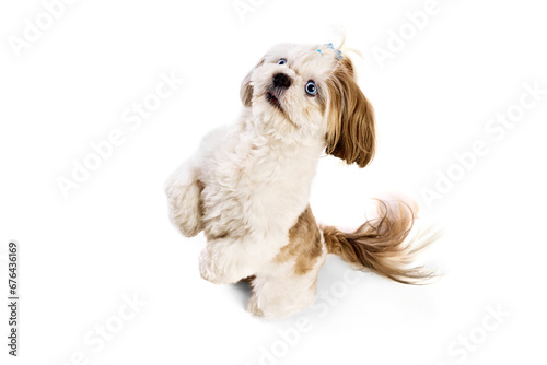 Smart, adorable, smiling purebred dog, Shih Tzu standing on hind legs and following commands isolated on white background. Concept of domestic animals, vet, care, pet friends, action and motion.