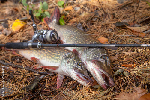 Freshwater pike fish. Two freshwater pike fish and fishing rod with reel on yellow leaves at autumn time..