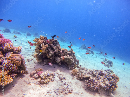 Underwater life of reef with corals, shoal of Lyretail anthias (Pseudanthias squamipinnis) and other kinds of tropical fish. Coral Reef at the Red Sea, Egypt.
