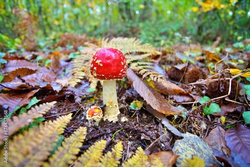 Fly Agara Mushrooms French Forest in Autumn