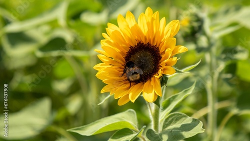 Closeup shot of a bee collecting pollen from a yellow sunflower, in a sunflower field on a sunny day