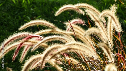Closeup shot of plants in a field