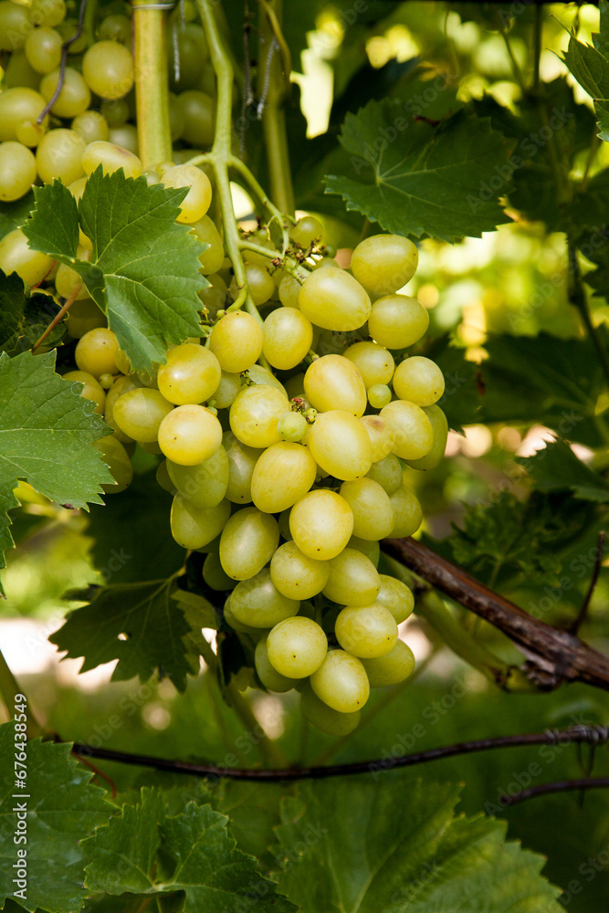Bunch of green grapes in the garden. Bunch of green grapes in the garden.