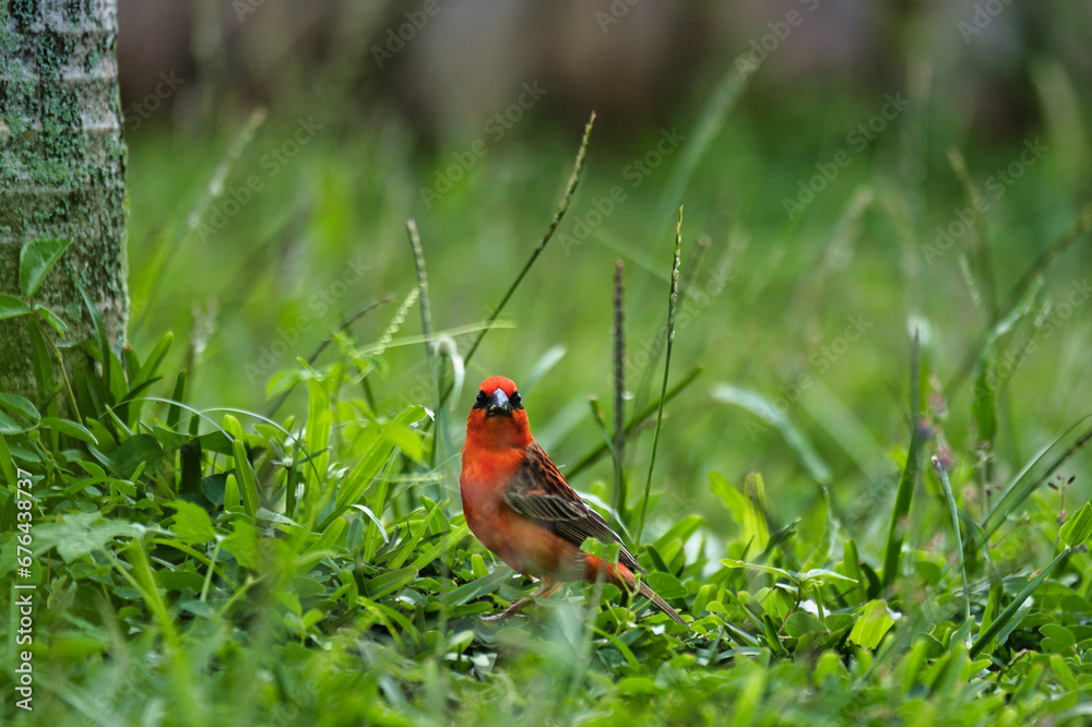 Low andgle photography of red male Madagascar fody bird eating seeds from grass, Mahe Seychelles 6 Low andgle photography of red male Madagascar fody bird eating seeds from grass, Mahe Seychelles 6