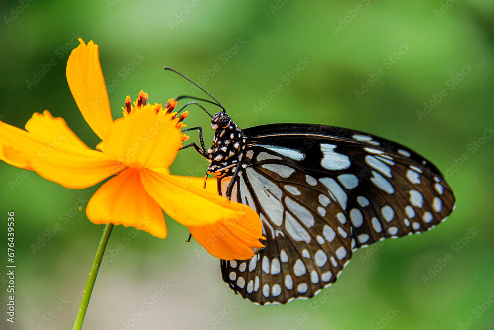 closeup shot of a beautiful butterfly with interesting textures on an orange-petaled flower closeup shot of a beautiful butterfly with interesting textures on an orange-petaled flower