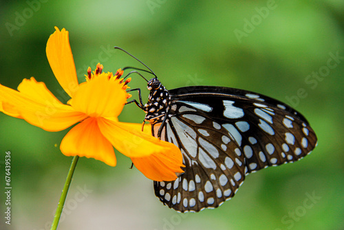 closeup shot of a beautiful butterfly with interesting textures on an orange-petaled flower © Jasmineae