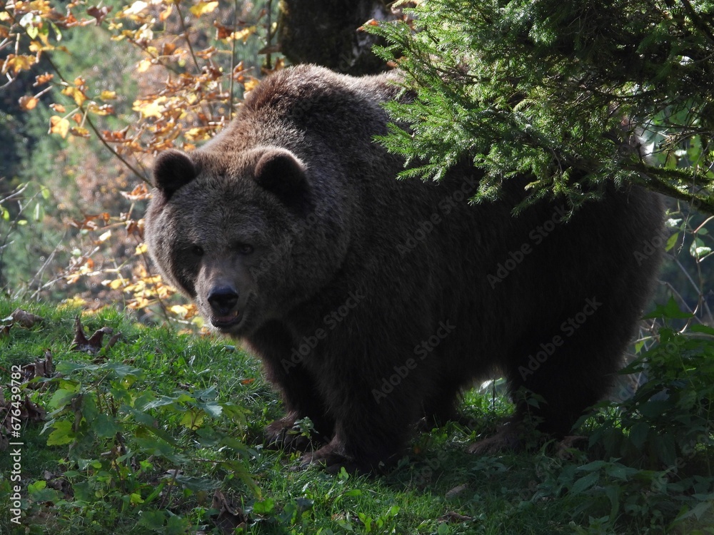 Closeup of a grizzly bear with an open mouth standing in a park Closeup of a grizzly bear with an open mouth standing in a park