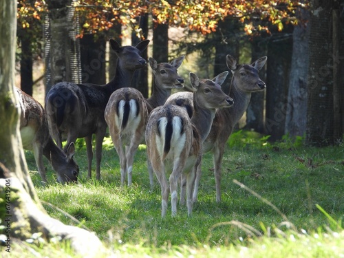 Fototapeta Naklejka Na Ścianę i Meble -  Herd of adorable deer standing on a green grass in a park