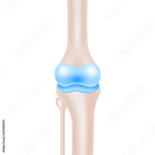 Knee Joint Anatomy Vector