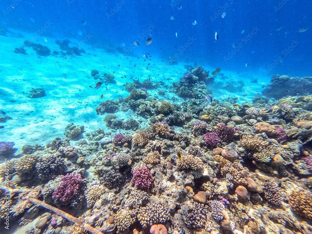 Obraz premium Underwater life of reef with corals and tropical fish. Coral Reef at the Red Sea, Egypt.