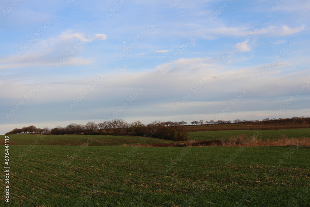 A field with grass and trees