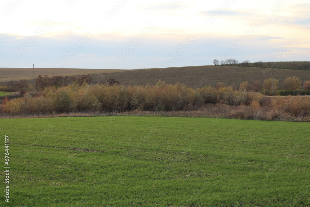 A field with trees in the background A field with trees in the background