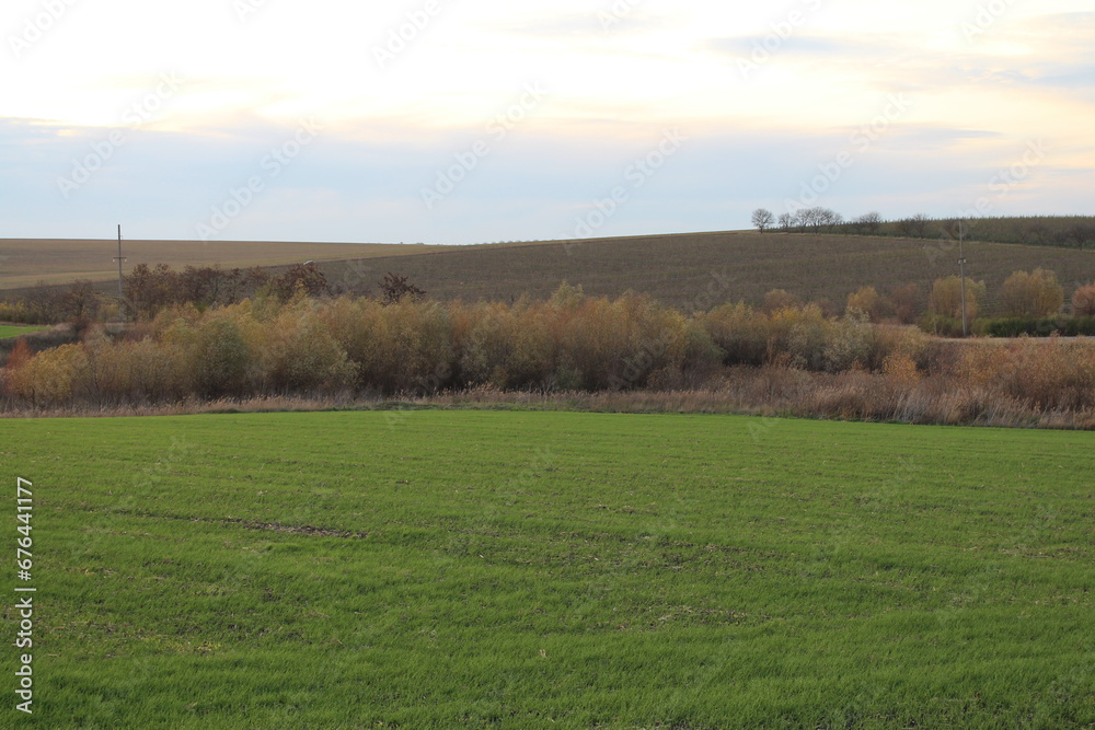 A field with trees in the background