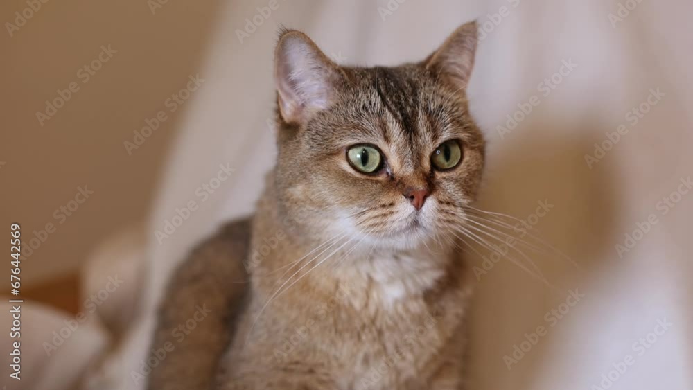 Close-up portrait of a cute British cat, licking his tongue, 4K Close-up portrait of a cute British cat, licking his tongue, 4K