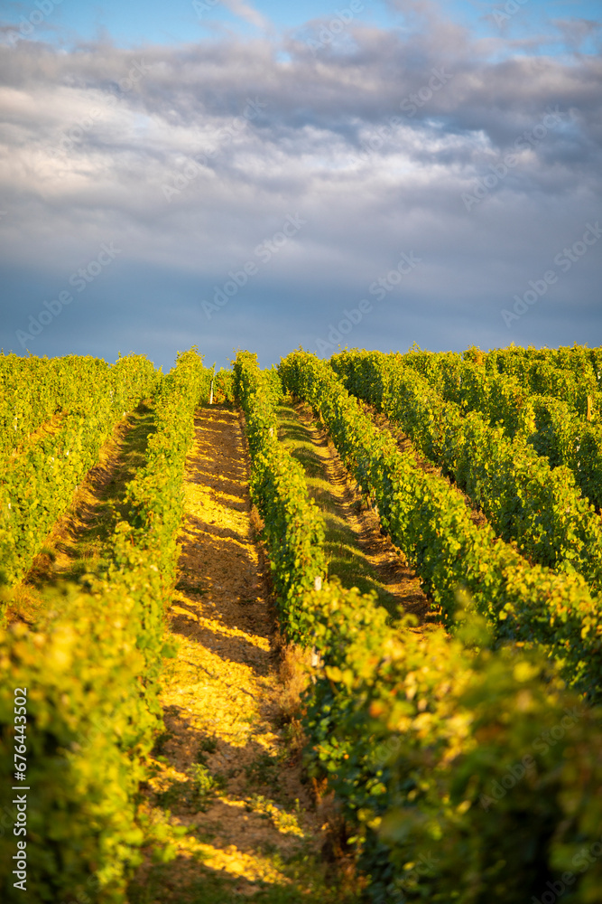 Paysage viticole et vigne en automne en France après les vendanges.