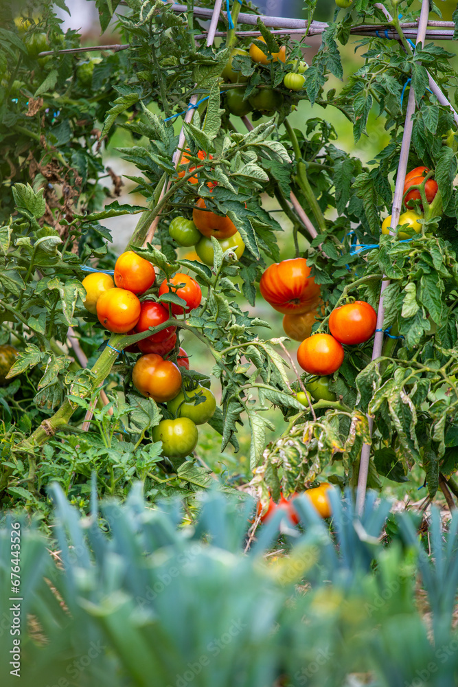 Grappe de tomates rouges dans un jardin potager au printemps.