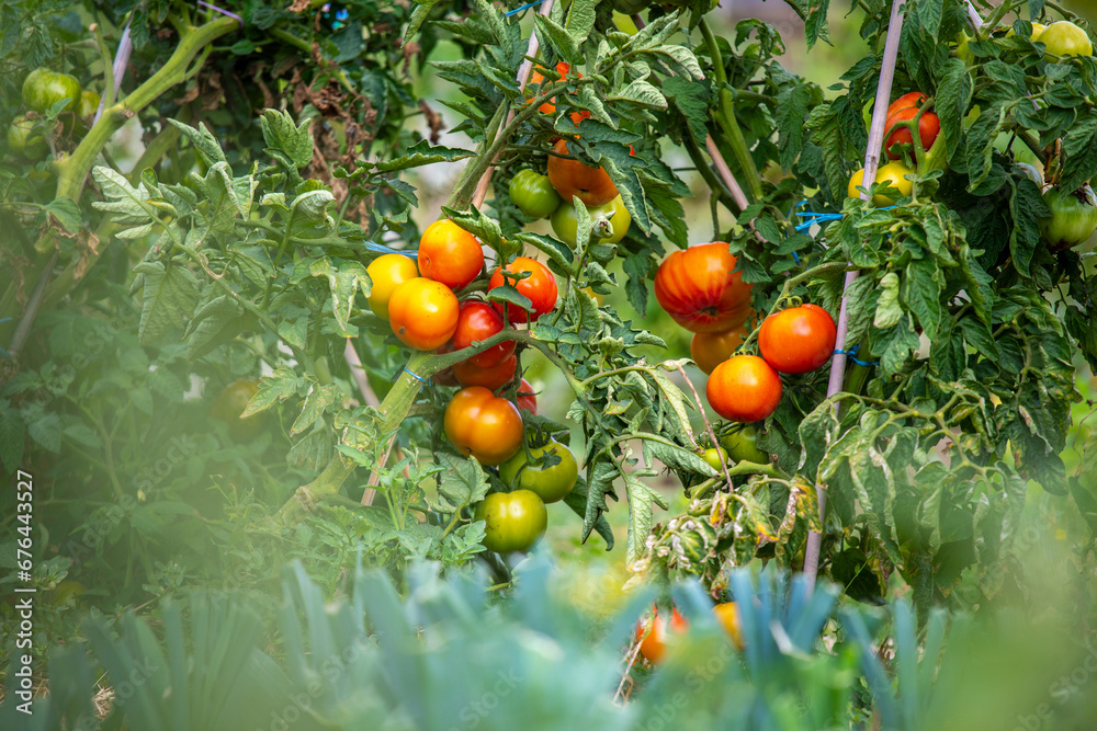 Grappe de tomates rouges dans un jardin potager au printemps.