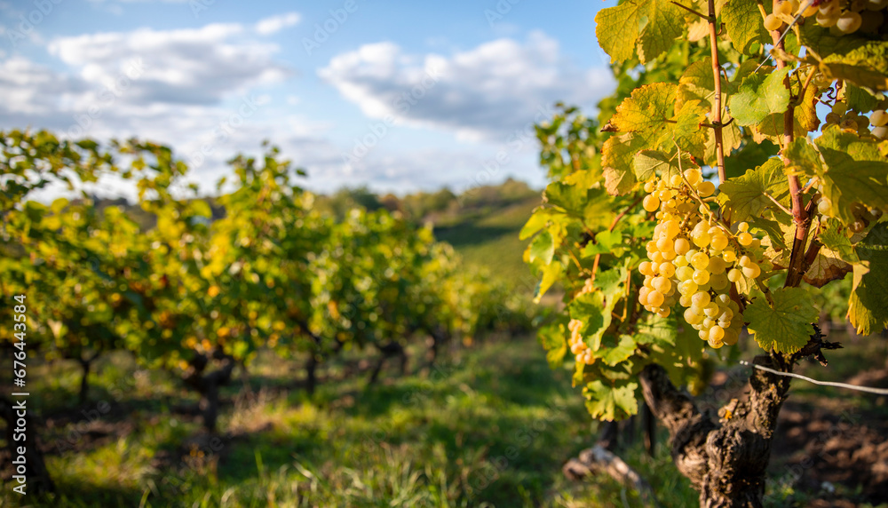 Naklejka premium Grappe de raisin blanc dans un vignoble au soleil avant les vendanges d'automne.