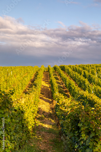 Paysage viticole et vigne en automne en France apr  s les vendanges.
