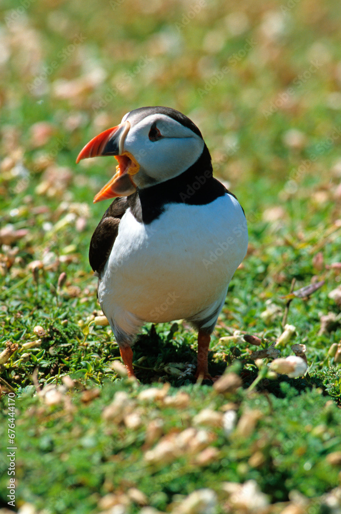 Naklejka premium Macareux moine, .Fratercula arctica, Atlantic Puffin