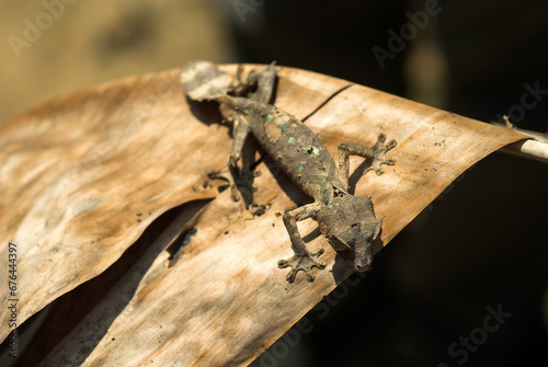 Uroplate satanique, Uroplatus phantasticus, Madagascar photo