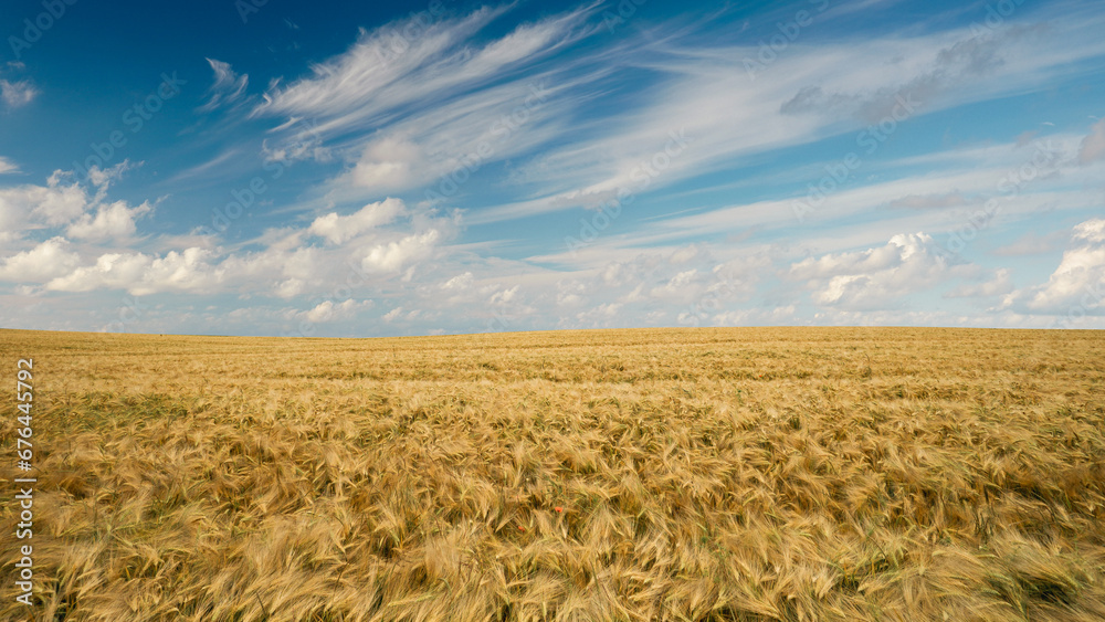 Fototapeta premium Weizenfeld mit blauen Himmel