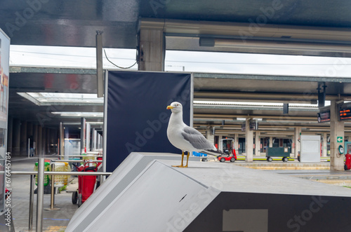 Seagull standing on a Railway station in Venice