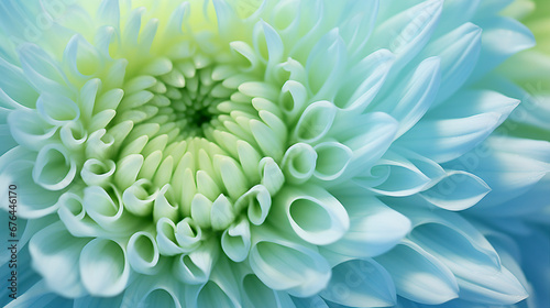 blue green chrysanthemum flower close up macro - Nature's Vibrant Beauty