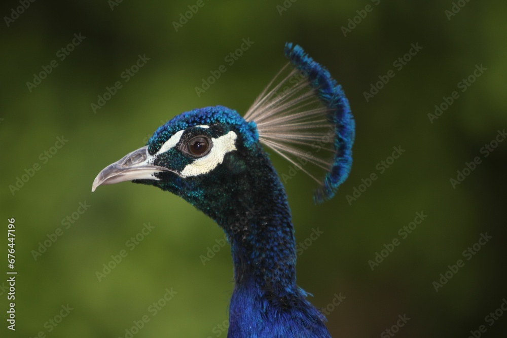 Closeup of a peacock head on blurred background Closeup of a peacock head on blurred background