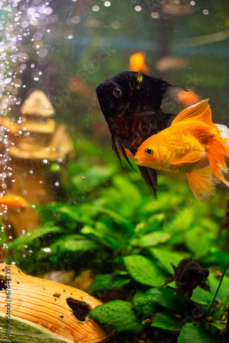 Angelfish in home freshwater aquarium photo