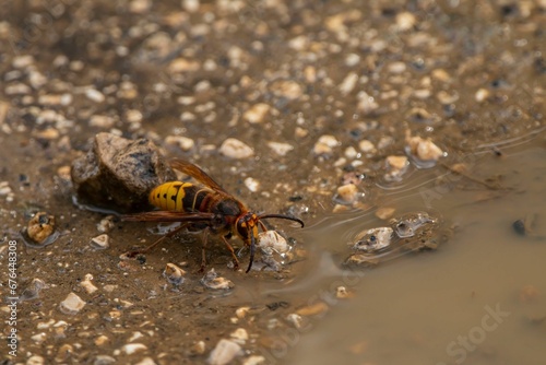 Closeup of a European hornet by a dirty puddle