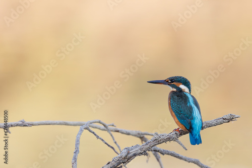 Kingfisher on a branch with brown/red clear background