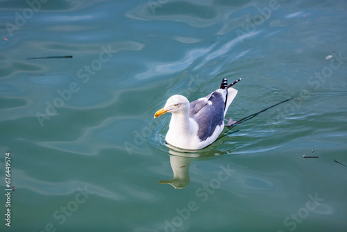 white seagull swimming in the water