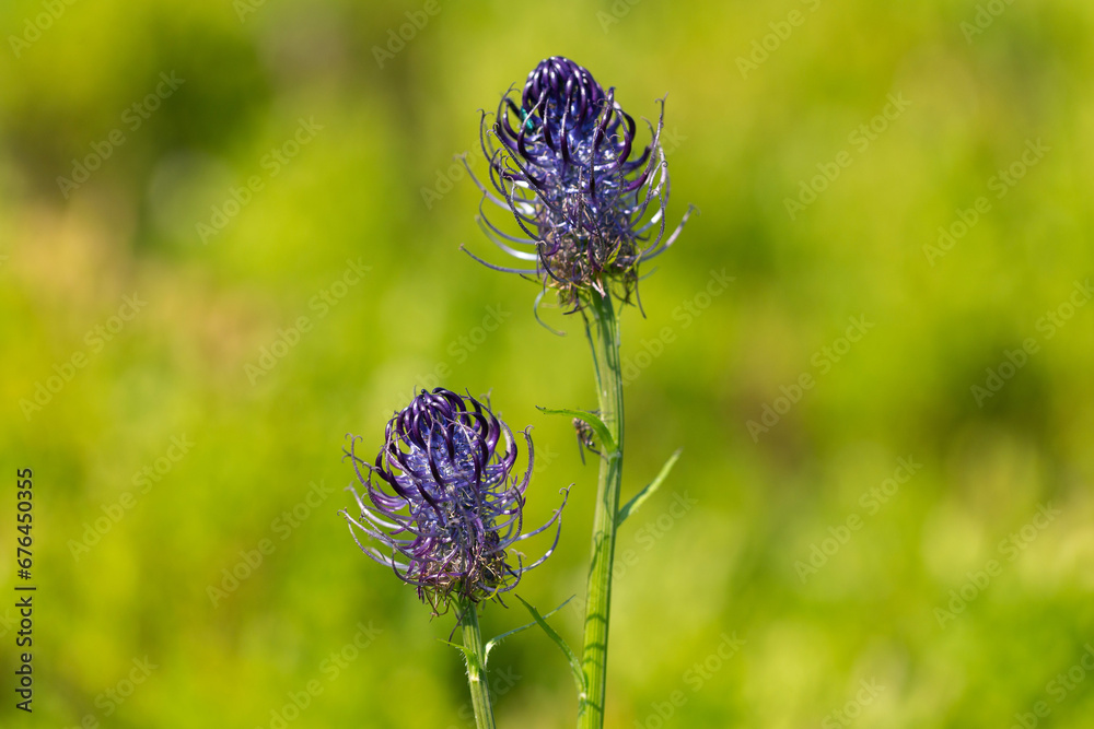 Phyteuma vagneri is a species of perennial herbaceous plants of the Campanulaceae family, endemic to the Eastern Carpathians. Phyteuma vagneri is a species of perennial herbaceous plants of the Campanulaceae family, endemic to the Eastern Carpathians.