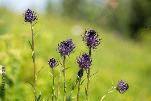 Phyteuma vagneri is a species of perennial herbaceous plants of the Campanulaceae family, endemic to the Eastern Carpathians. photo