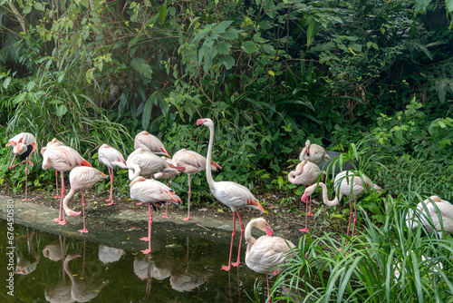 A flock of flamingos relax in a pond at the zoo.