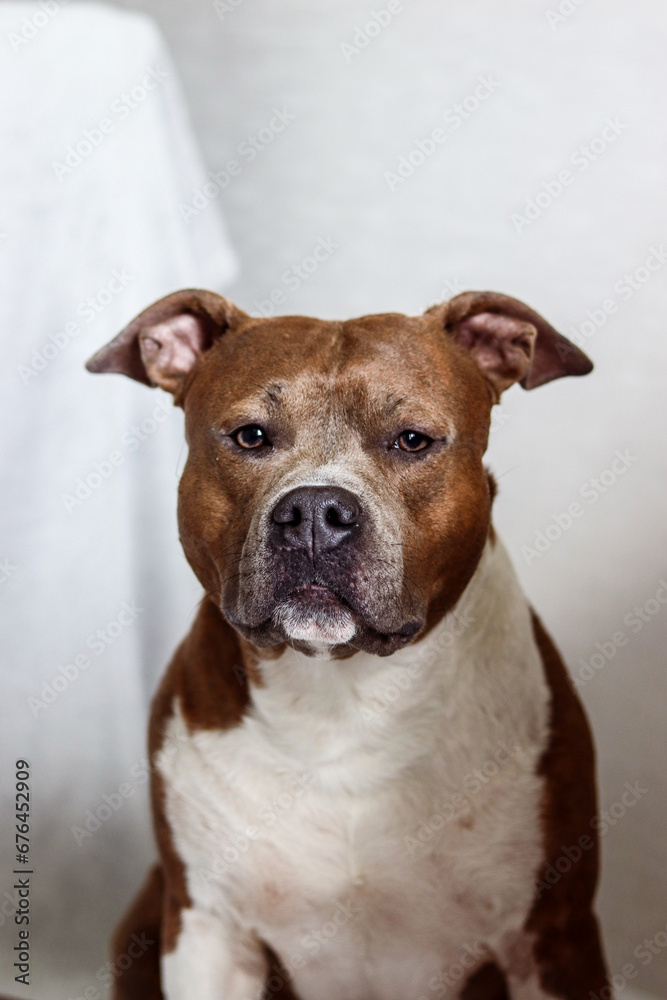 Portrait of dog on light background. American Staffordshire Terrier full face. Dog model. Pedigree dog. Postcard, photo, advertising, wallpaper, presentation.