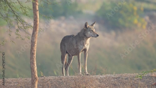 The Indian wolf (Canis lupus pallipes) is a subspecies of gray wolf. photo