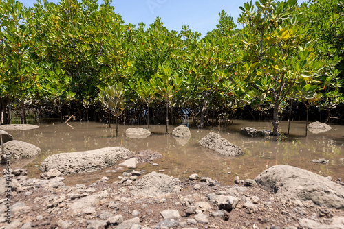 Mangroves in brackish water on the coast creating shoreline stabilization and a home for a rich biodiversity